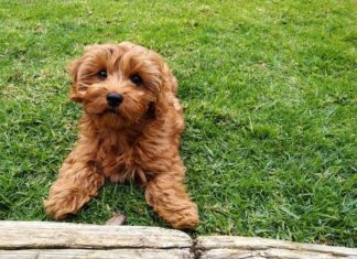 Un piccolo Goldendoodle che gioca all'aperto.