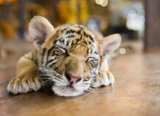 Ritratto di un piccolo cucciolo di tigre che giace dormiente e dorme sul pavimento di legno. Profondità di campo ridotta