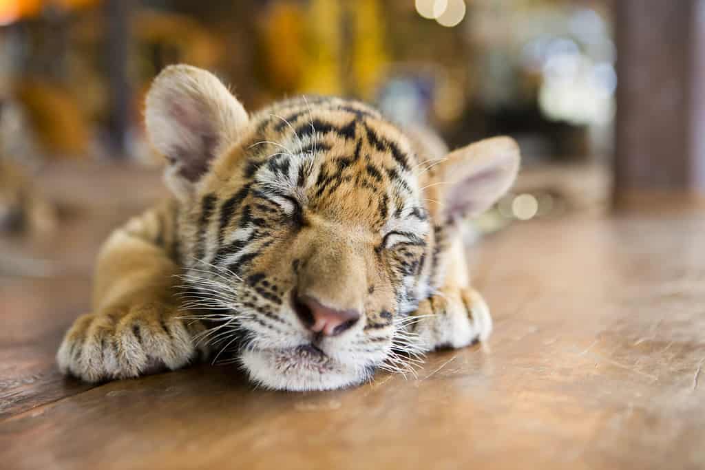 Ritratto di un piccolo cucciolo di tigre che giace dormiente e dorme sul pavimento di legno. Profondità di campo ridotta