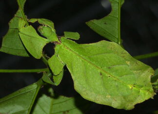 10 insetti diversi che sembrano foglie
