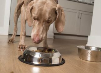 Cane Weimaraner che mangia crocchette dalla ciotola