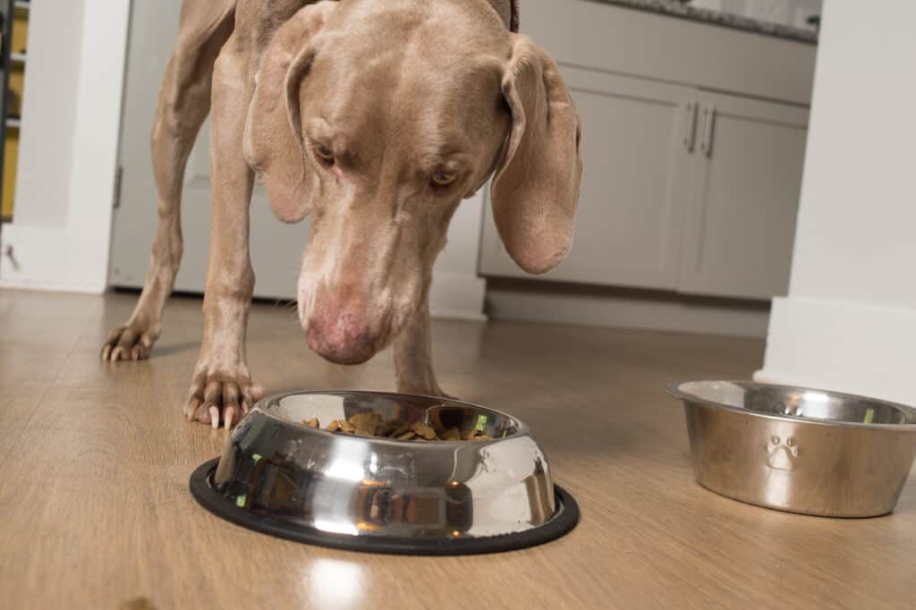 Cane Weimaraner che mangia crocchette dalla ciotola