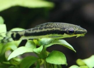 Primo piano di un otocinclus in un acquario piantumato