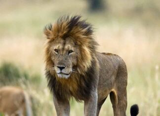 Grande leone maschio con cucciolo. Parco nazionale. Kenya. Tanzania. Masai Mara. Serengeti. Un'illustrazione eccellente.