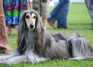 I levrieri afghani sono cani da esposizione popolari.