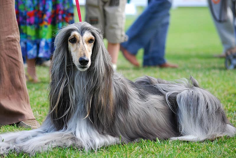 I levrieri afghani sono cani da esposizione popolari.