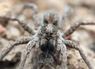 Lycosa tarantula è la specie originariamente nota come tarantola. Ora potrebbe essere meglio chiamata ragno lupo tarantola.