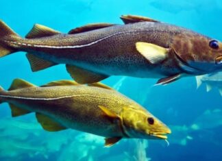 Merluzzi in un acquario, Alesund, Norvegia.