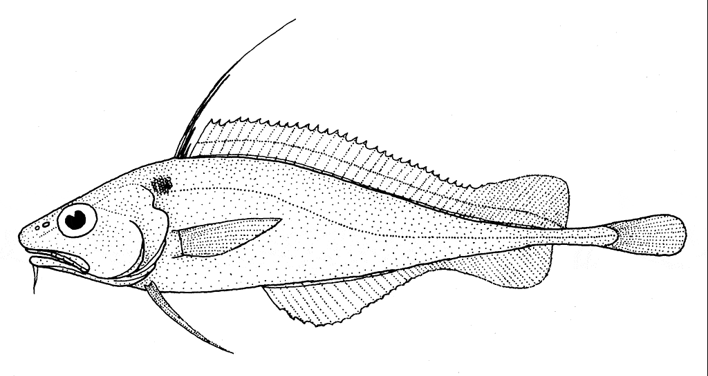 Lepidion microcephalus (Merluzzo dalla testa piccola)