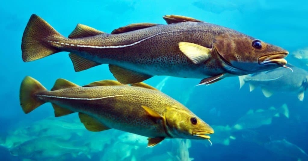 Merluzzi in un acquario, Alesund, Norvegia.