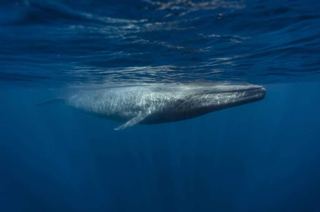 balenottera azzurra