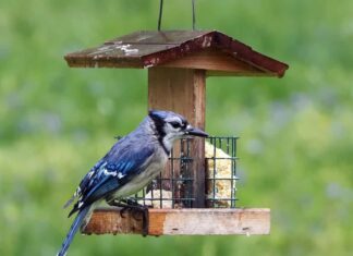 ghiandaia azzurra all'alimentatore