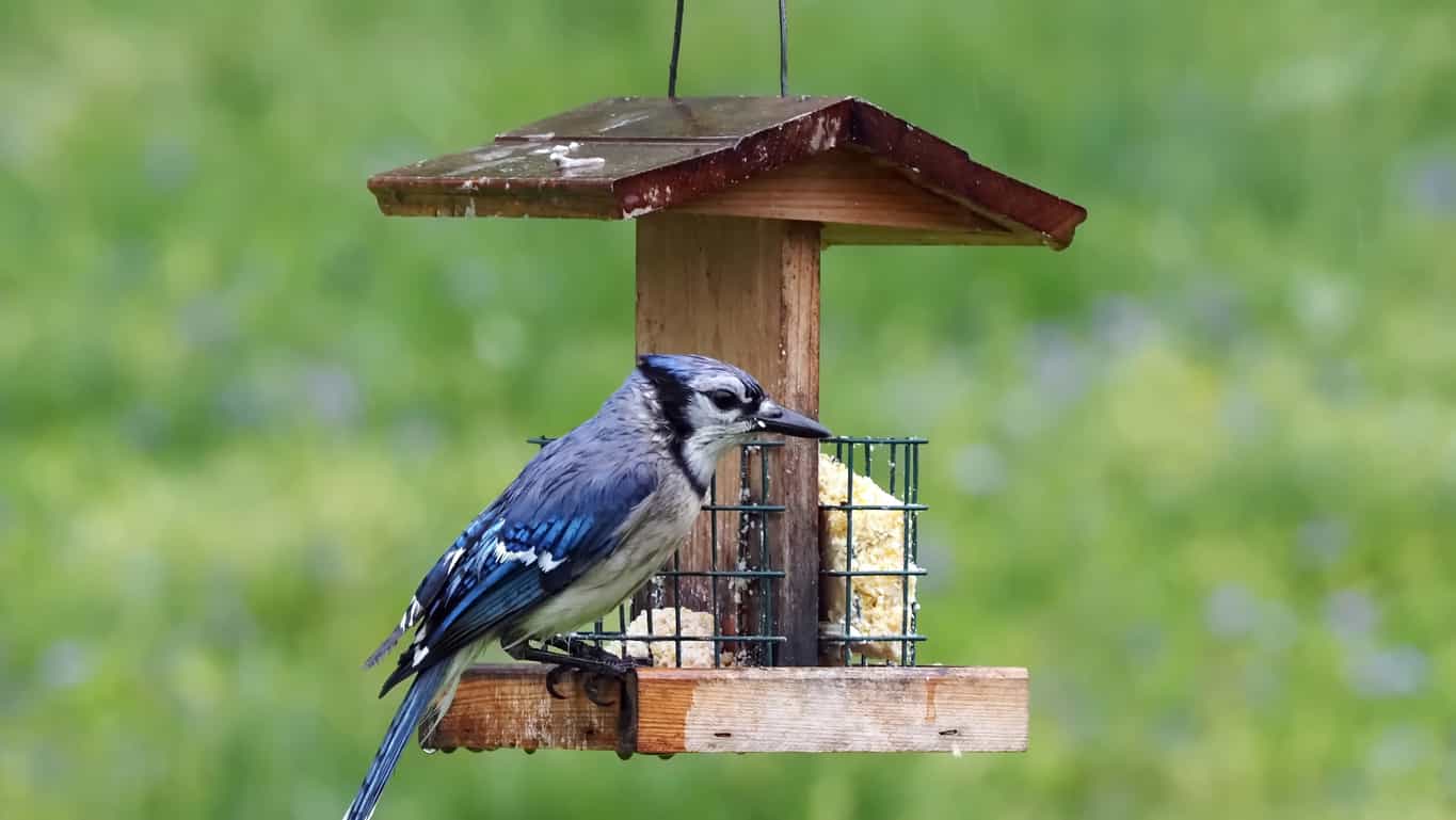 ghiandaia azzurra all'alimentatore