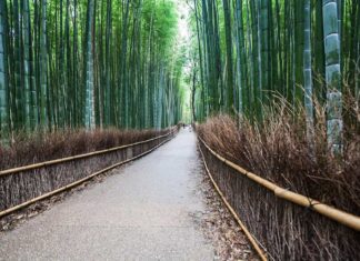 Transito estivo autunnale ad Arashiyama Sagano Bamboo, Kyoto