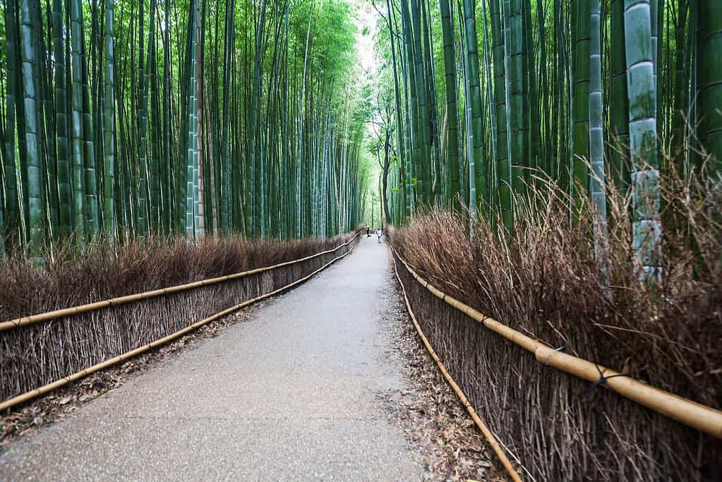 Transito estivo autunnale ad Arashiyama Sagano Bamboo, Kyoto