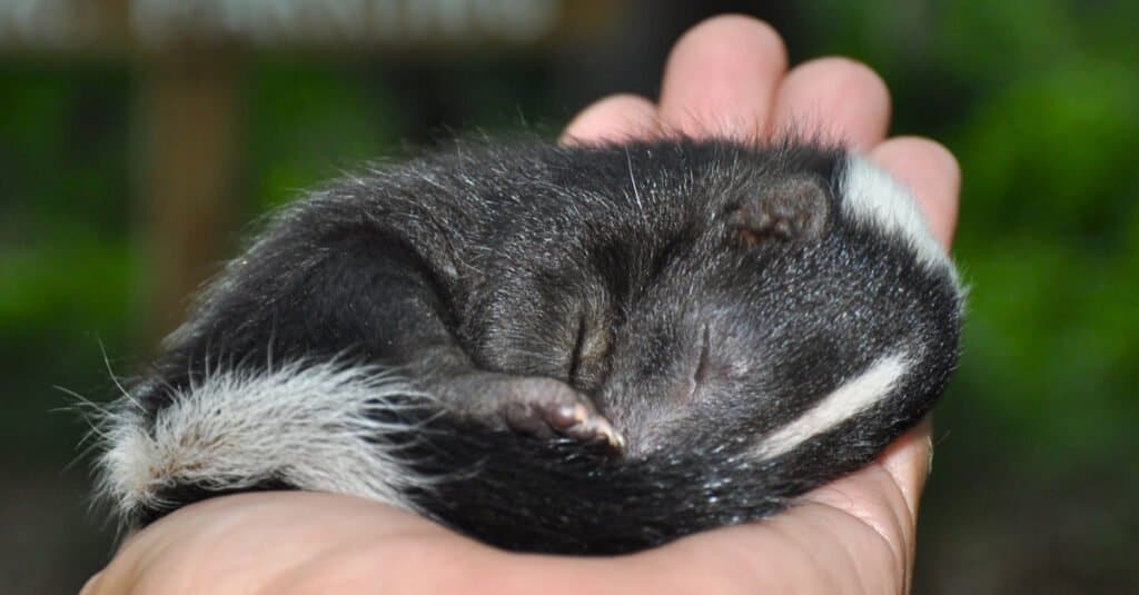 Baby skunk - skunk in mano