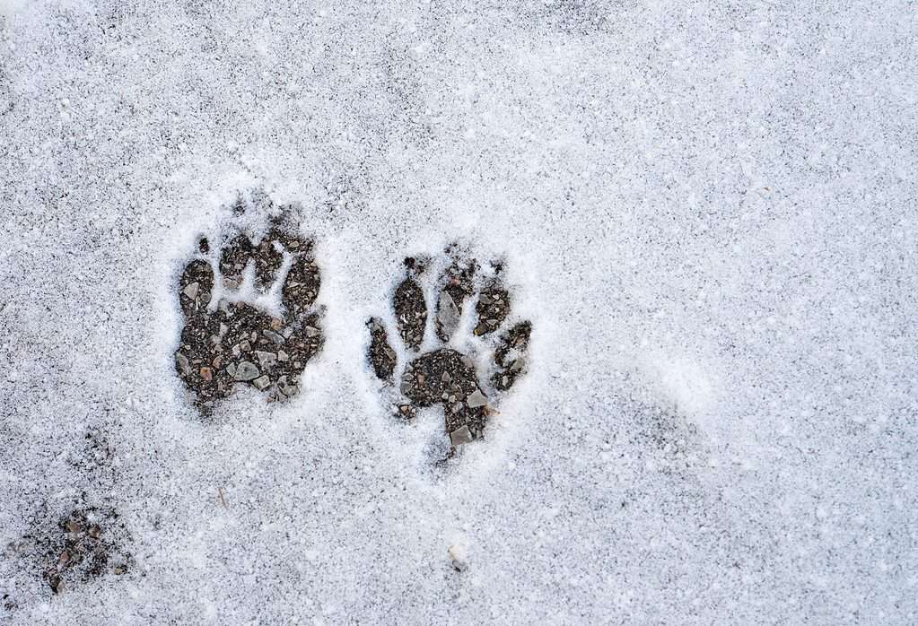 Le tracce di una puzzola nella neve