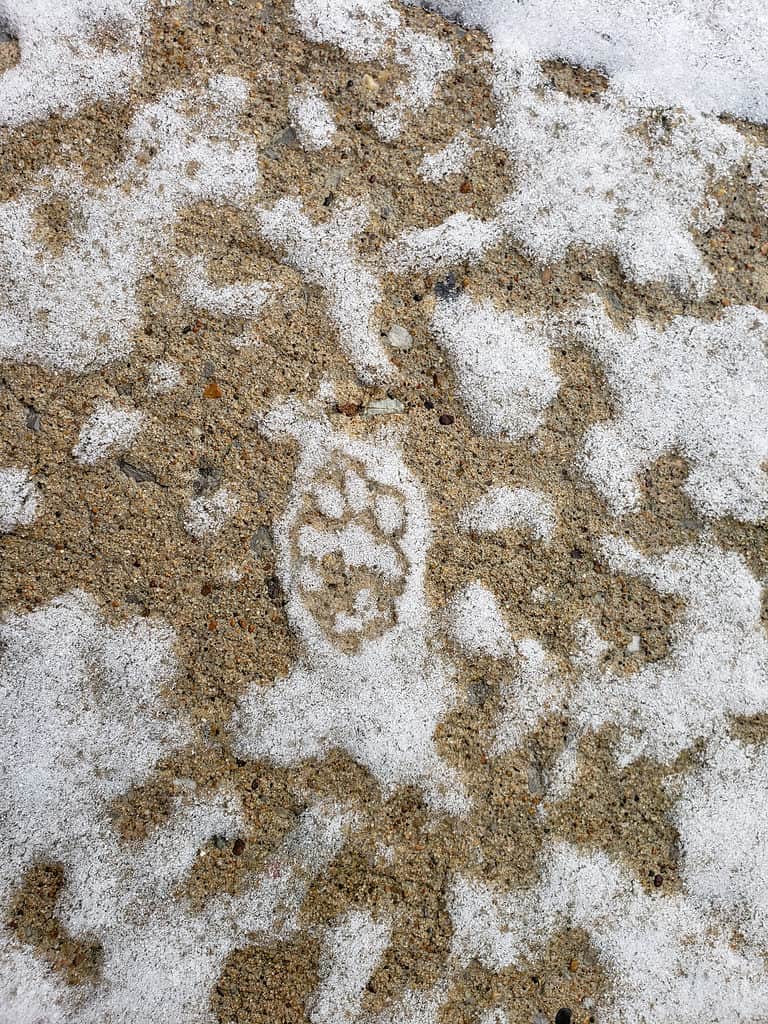 Una traccia di puzzola sulla neve sul marciapiede