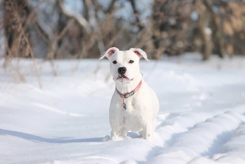 Terrier Americano Pit Bull