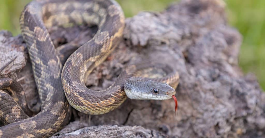 Serpente ratto del Texas che si confonde con la roccia