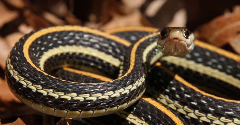 Serpente a nastro occidentale