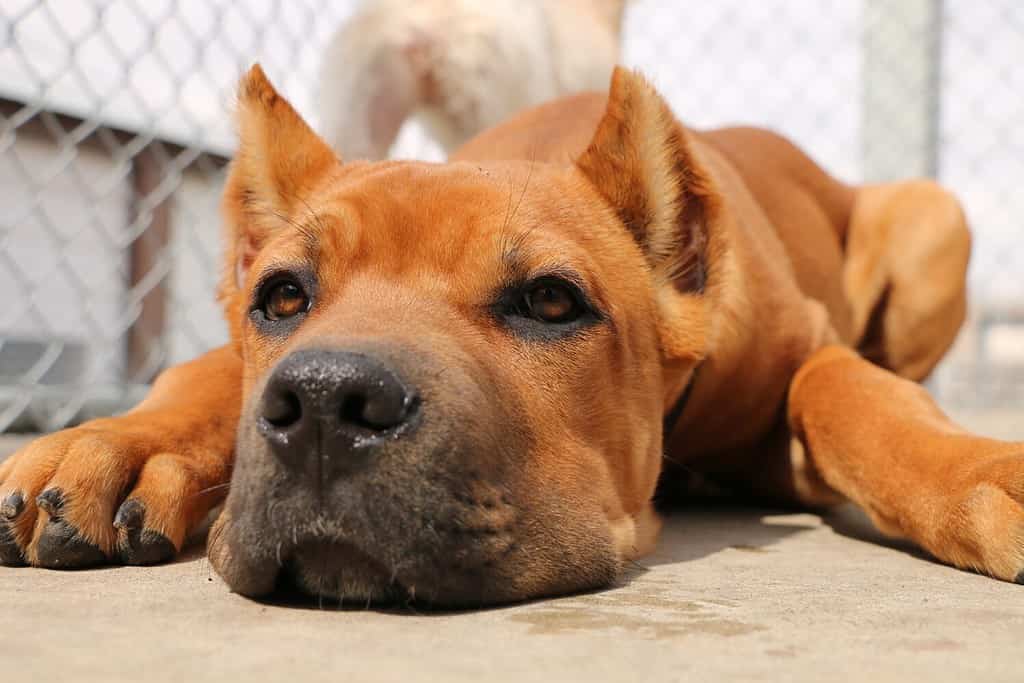 Cucciolo di Cane Corso Rosso Sdraiato