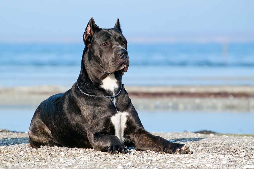 Italiano,Cane-corso,Cane