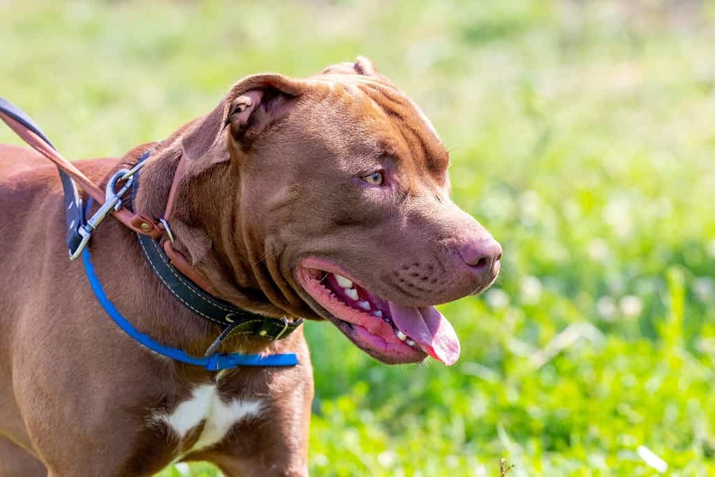 American Pit Bull Terrier, ritratto ravvicinato di un cane aggressivo di profilo su sfondo sfocato