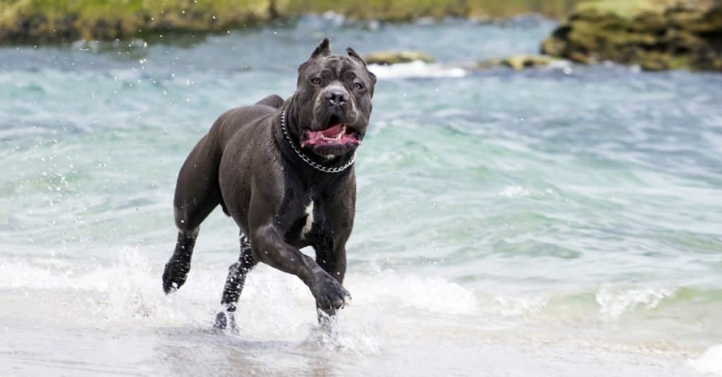 Cane Corso che gioca con le onde del mare.