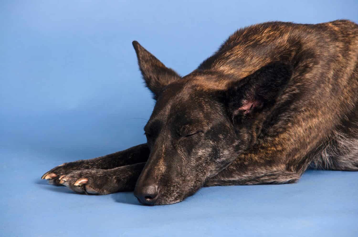 Ritratto di un cane addormentato in studio su sfondo blu. 