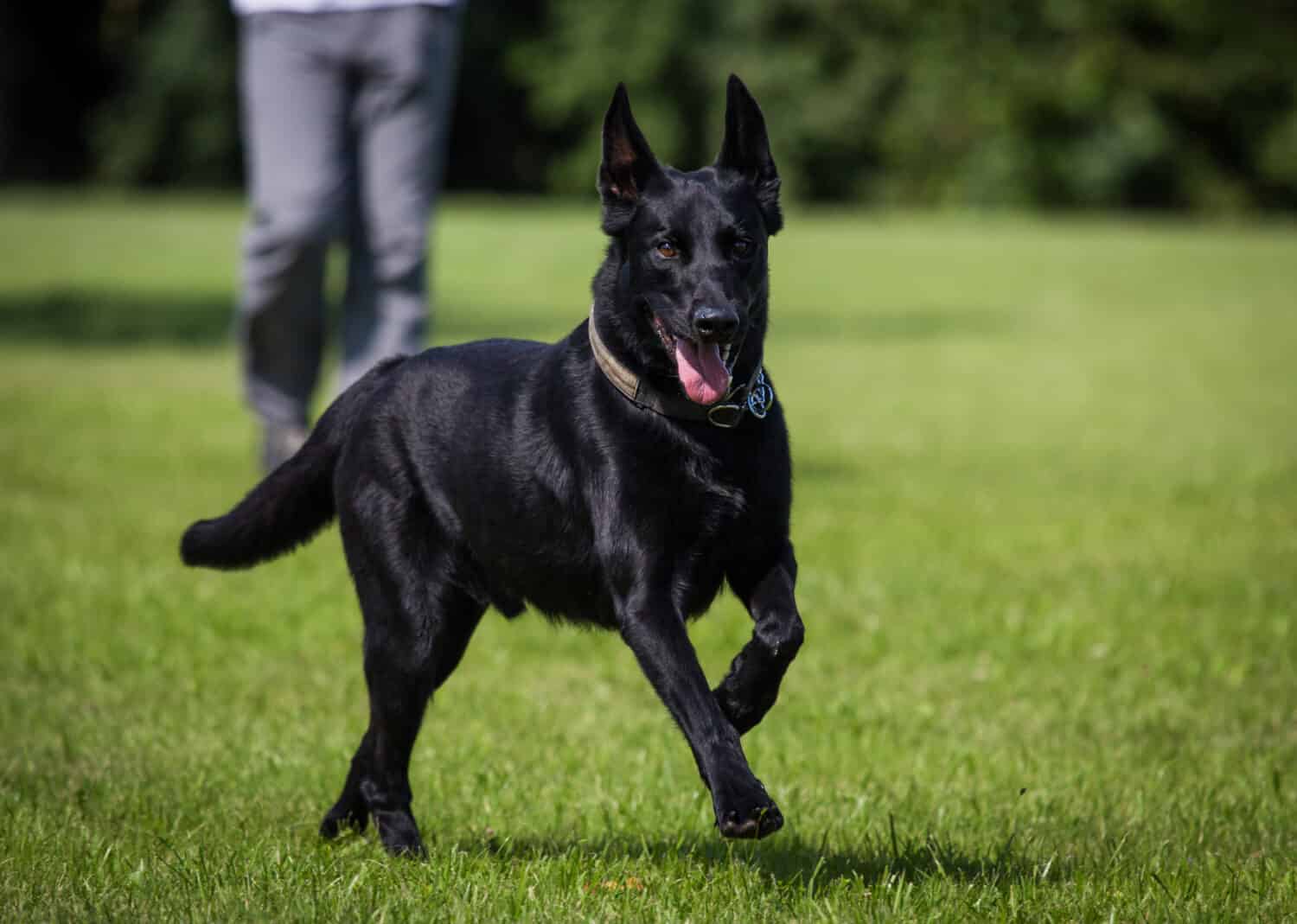 Malinois - Cane da pastore belga