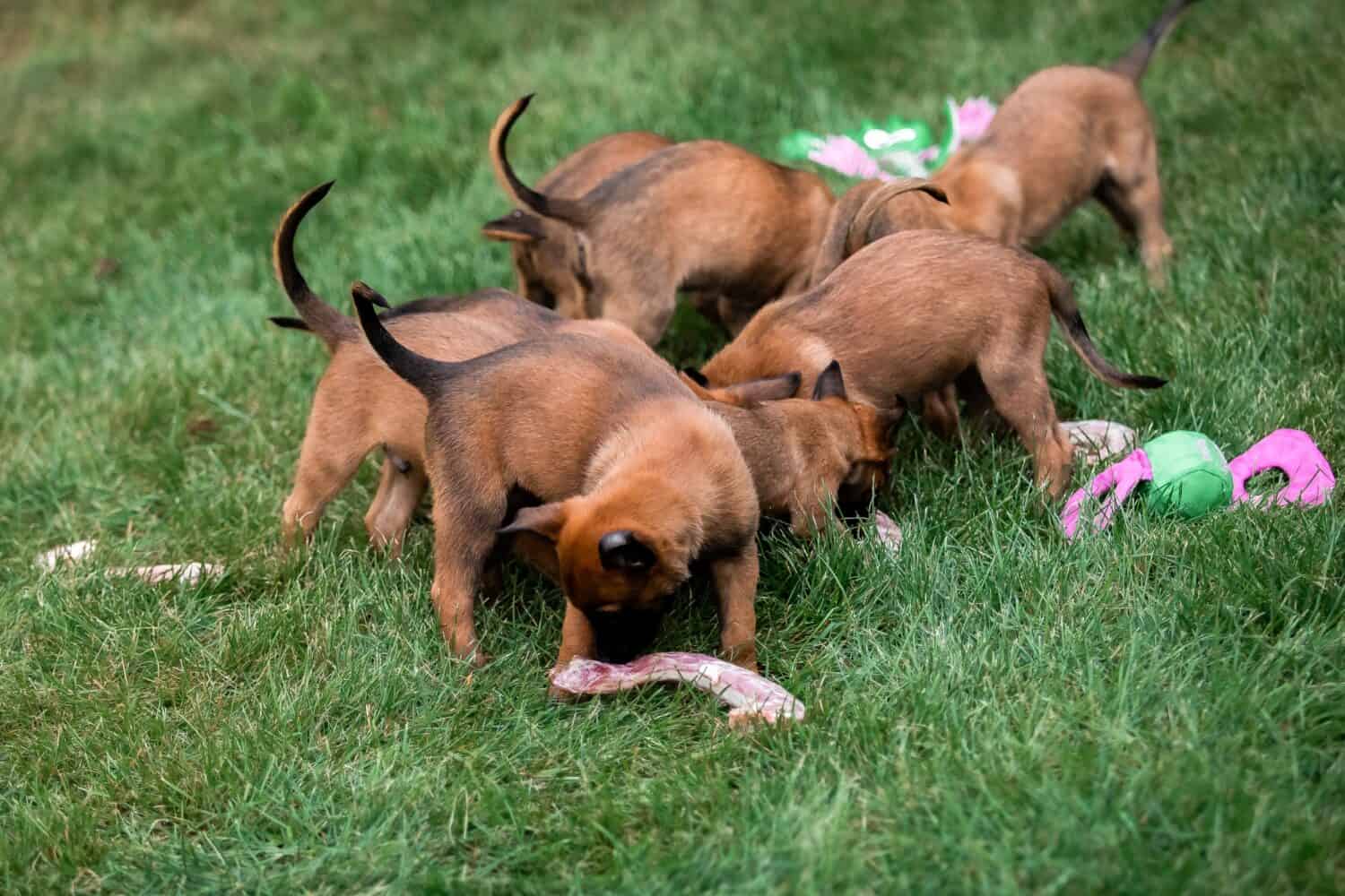 Cuccioli di pastore belga Malinois. Cucciolata per cani. Canile da lavoro. Cuccioli carini che giocano all'aperto