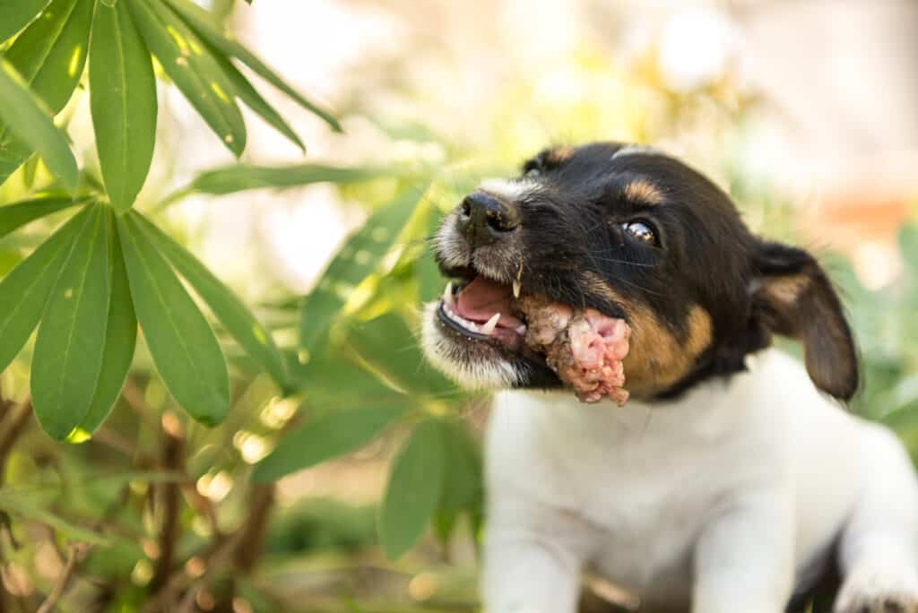 Cucciolo di cane carino che mangia il collo di pollo - 8 settimane - cane da caccia Jack Russell Terrier