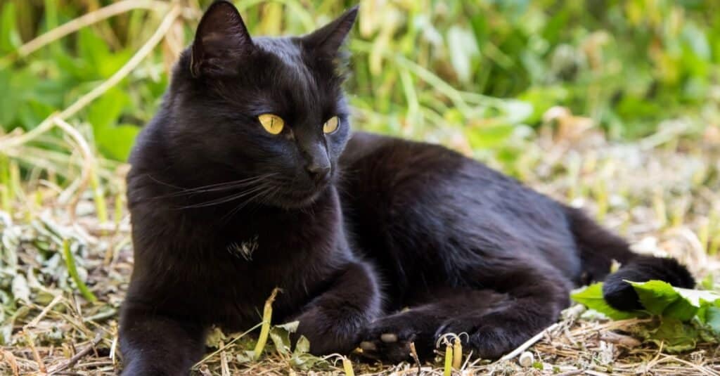 Gatto nero con gli occhi gialli all'aperto.