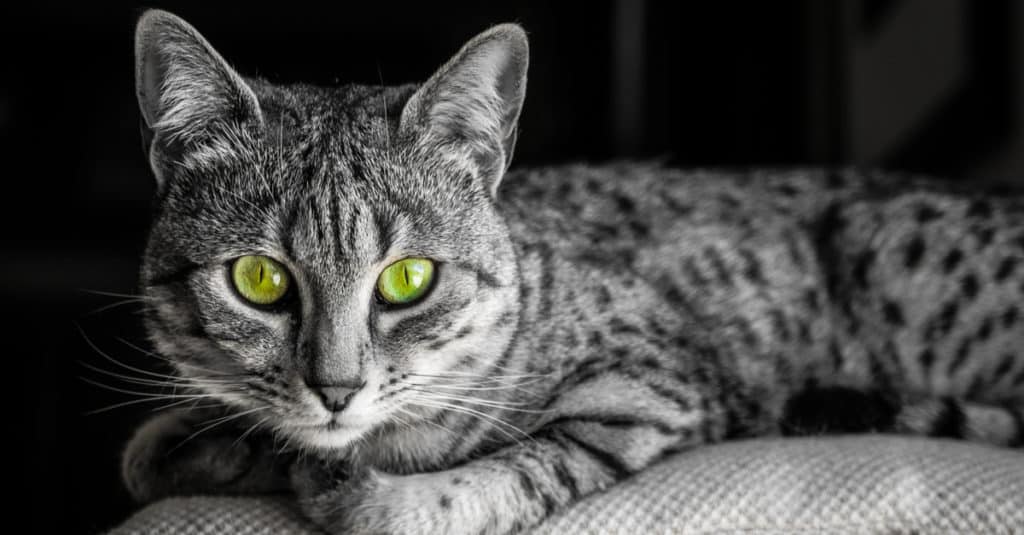 Gatto grigio con gli occhi verdi.