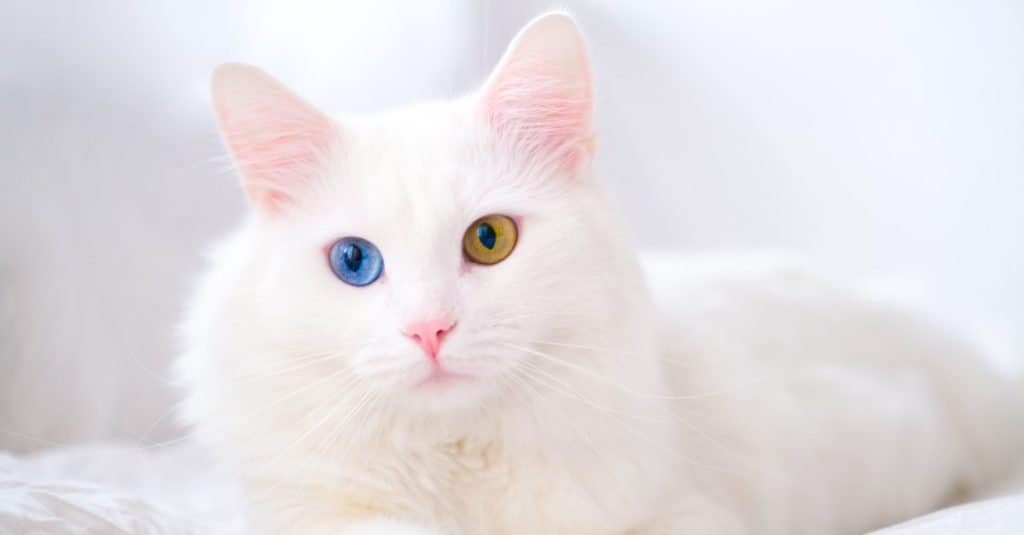 Gatto bianco con occhi eterocromatici (di colori diversi).