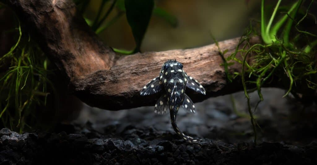 pleco palla di neve nano che nuota