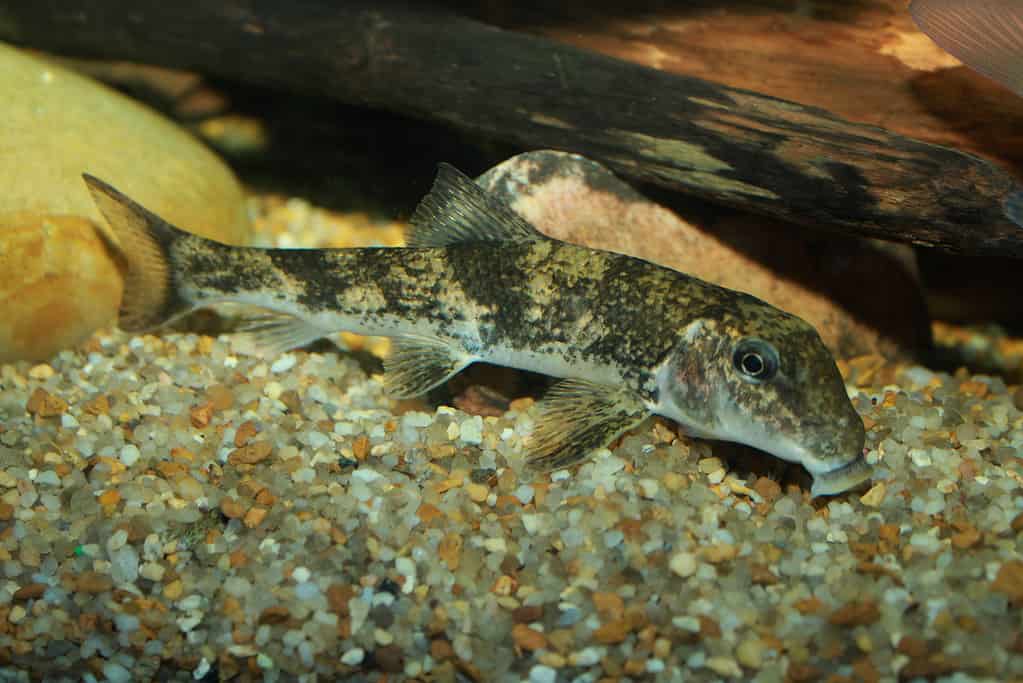 Hypentelium nigricans, succhiatore di maiali del nord