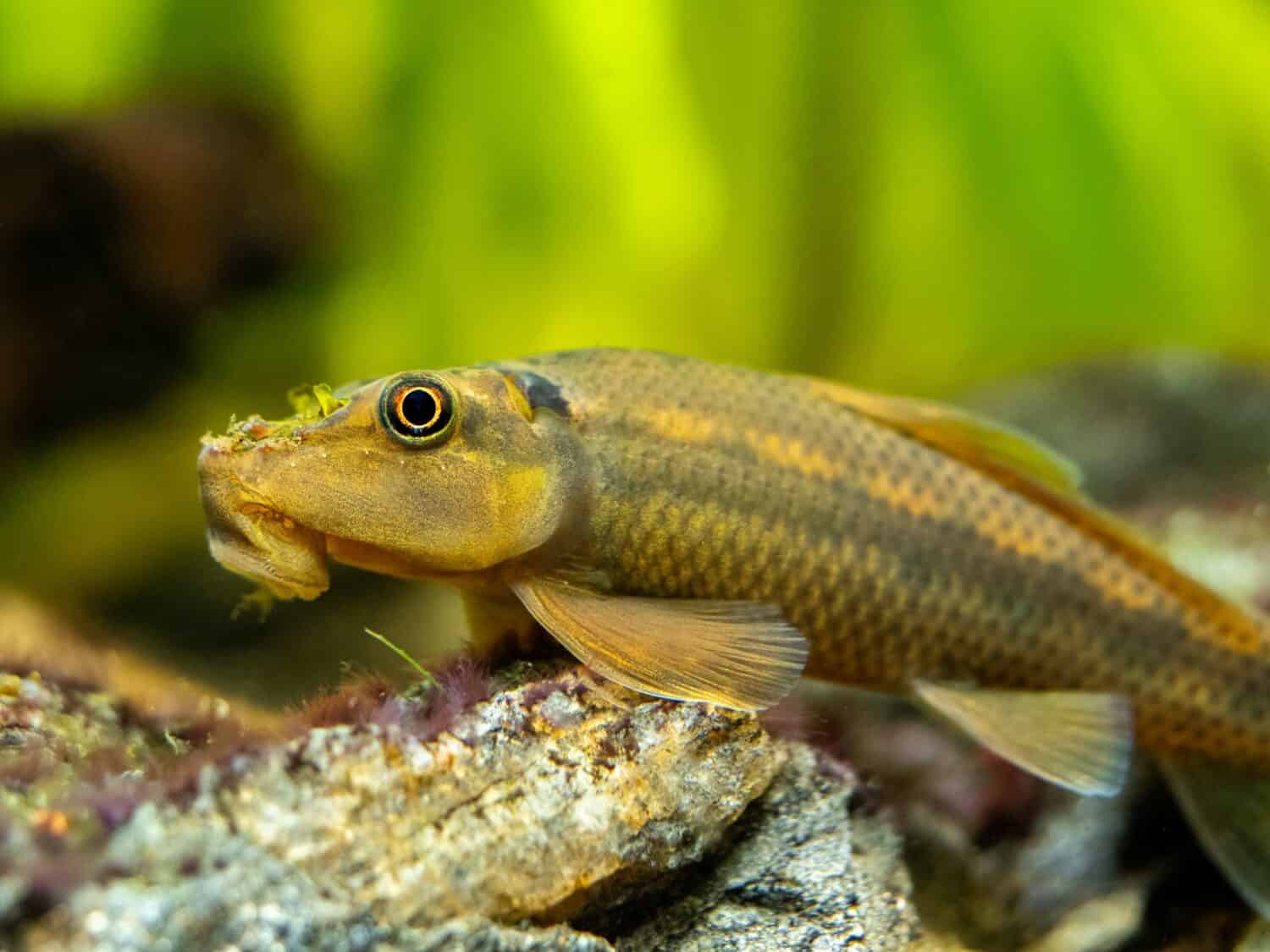 Primo piano macro di un mangiatore di alghe cinese (Gyrinocheilus aymonieri) in un acquario con sfondo sfocato