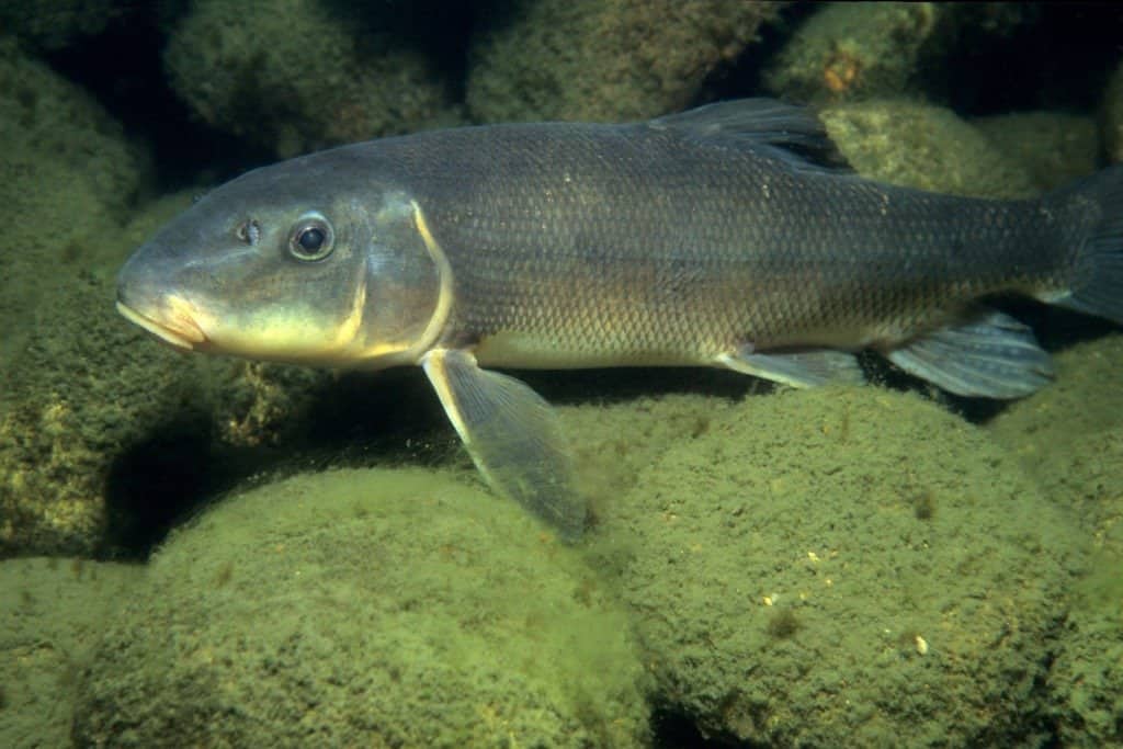 Pesce ventosa bianco