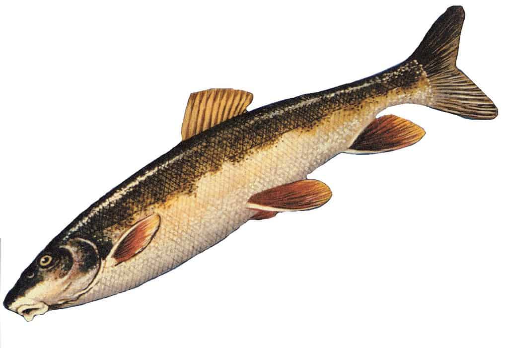 Catostomus catostomus o ventosa dal naso lungo