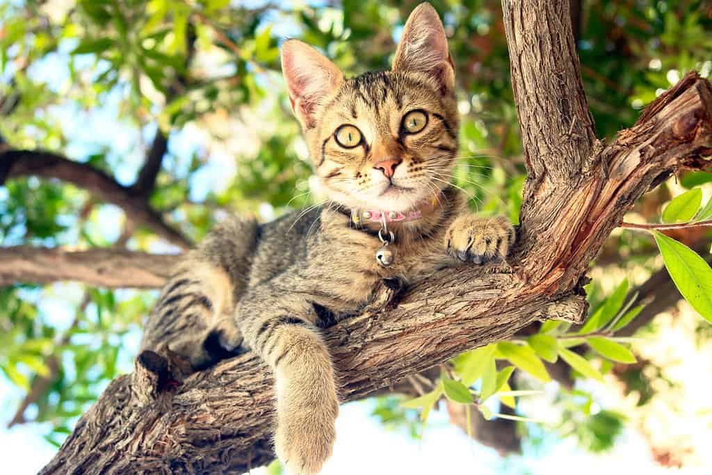 Un gatto seduto su un albero