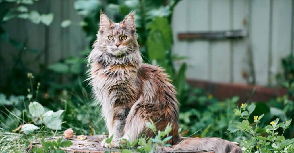 I gatti più alti - Gatto Maine Coon