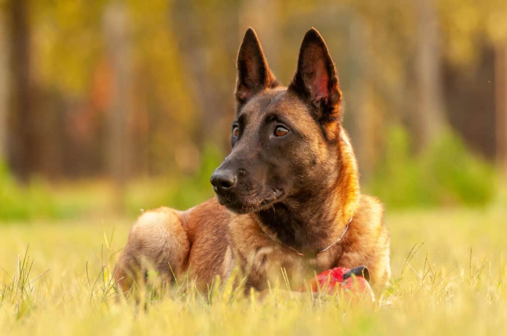 Malinois belga