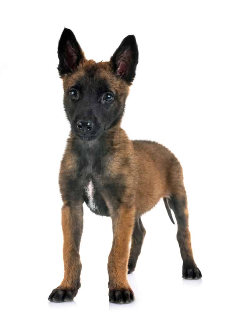 Cucciolo di malinois belga