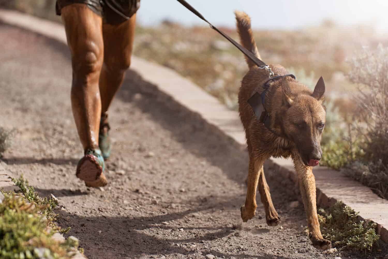 Cane e padrone prendono parte a una popolare gara di canicross. Gara di cani da slitta. Attività sportiva all'aperto. Il pastore belga Malinois insieme al padrone. Percorso a ostacoli per cani e corridori