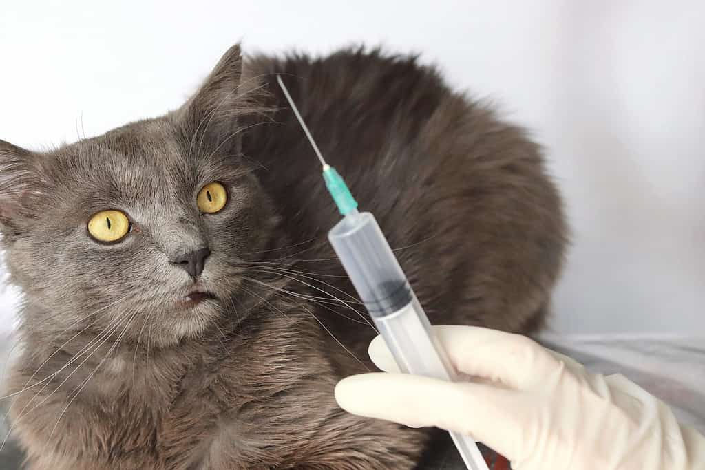 Un gatto grigio e soffice a pelo lungo Nebelung e una siringa sfocata in una mano in un guanto medico. Spazio di copia - il concetto di medicina veterinaria, salute degli animali, prevenzione, trattamento, iniezione, cura.