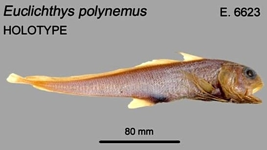 Euclichthys polinesiano