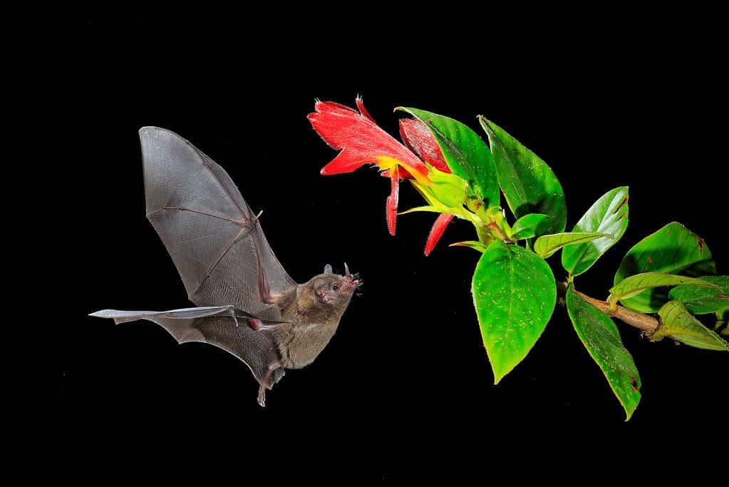 Pipistrelli dalla lingua lunga di Pallas