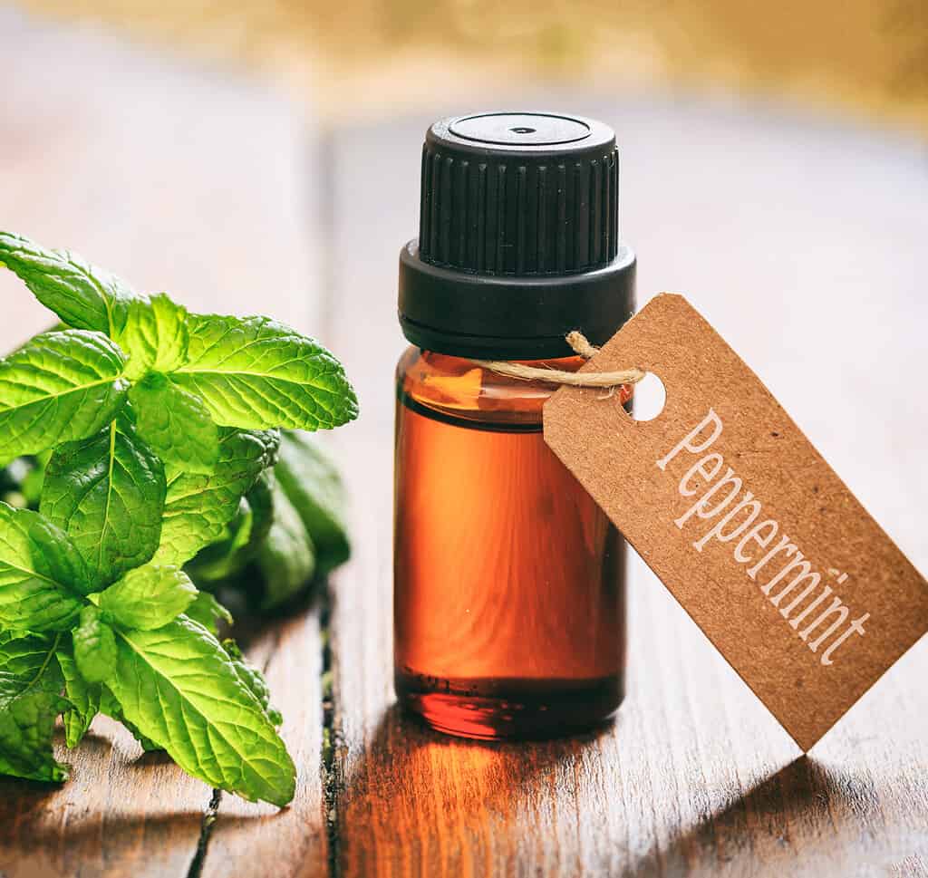 Menta piperita, olio essenziale, etichetta, stile di vita alternativo, terapia alternativa